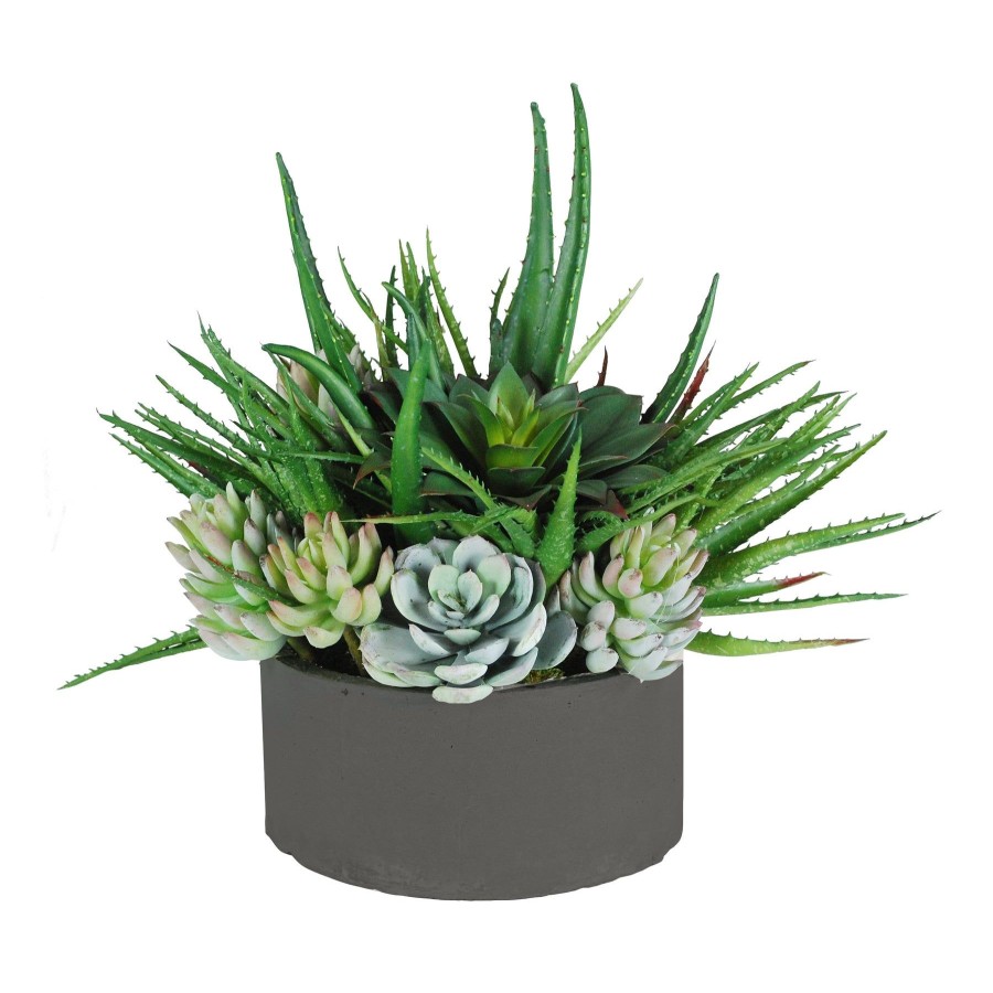 Winward Home Aloe Succulents Mix In Tray 15" New