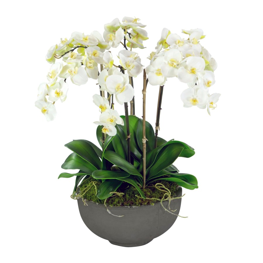 Winward Home Orchids In Bowl 28" Clearance