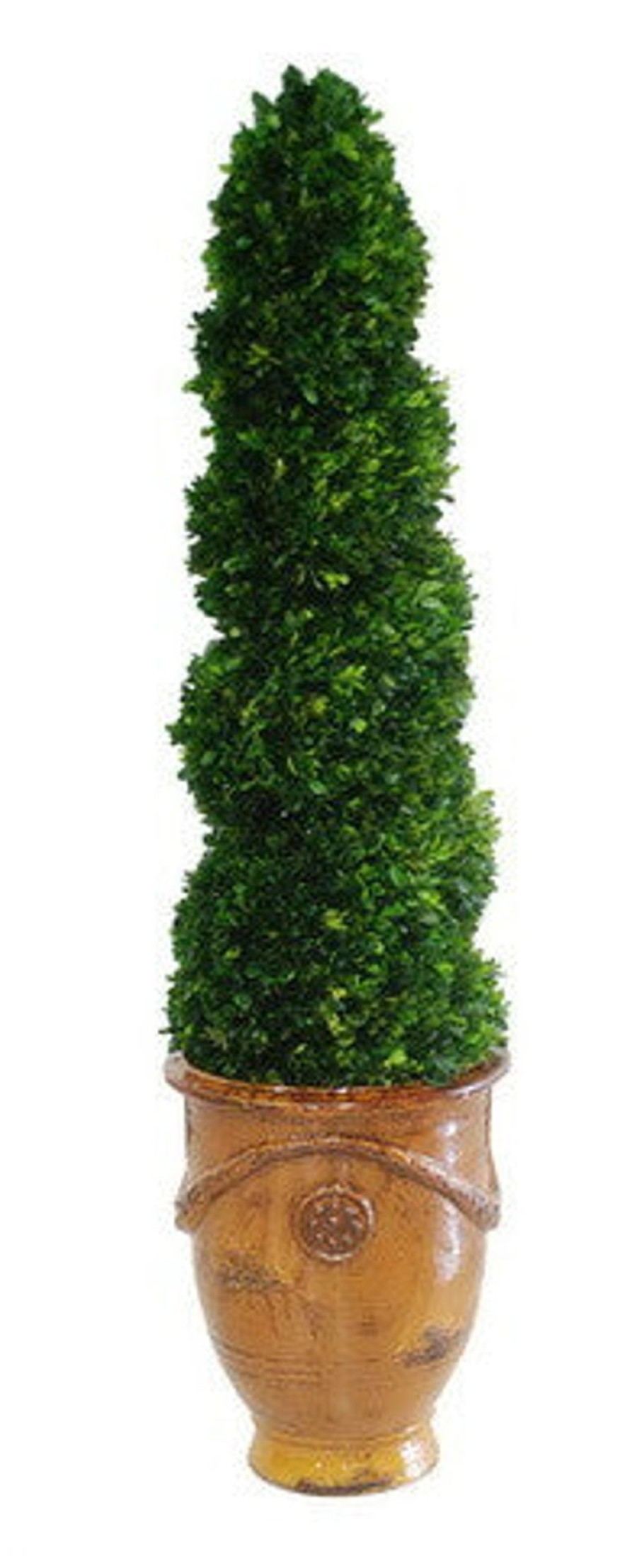 Winward Home Preserved Boxwood Spiral In Tuscan Urn 5' Best