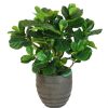 Winward Home Fiddle Leaf Fig Tree In Round Spiral Urn 4' Online