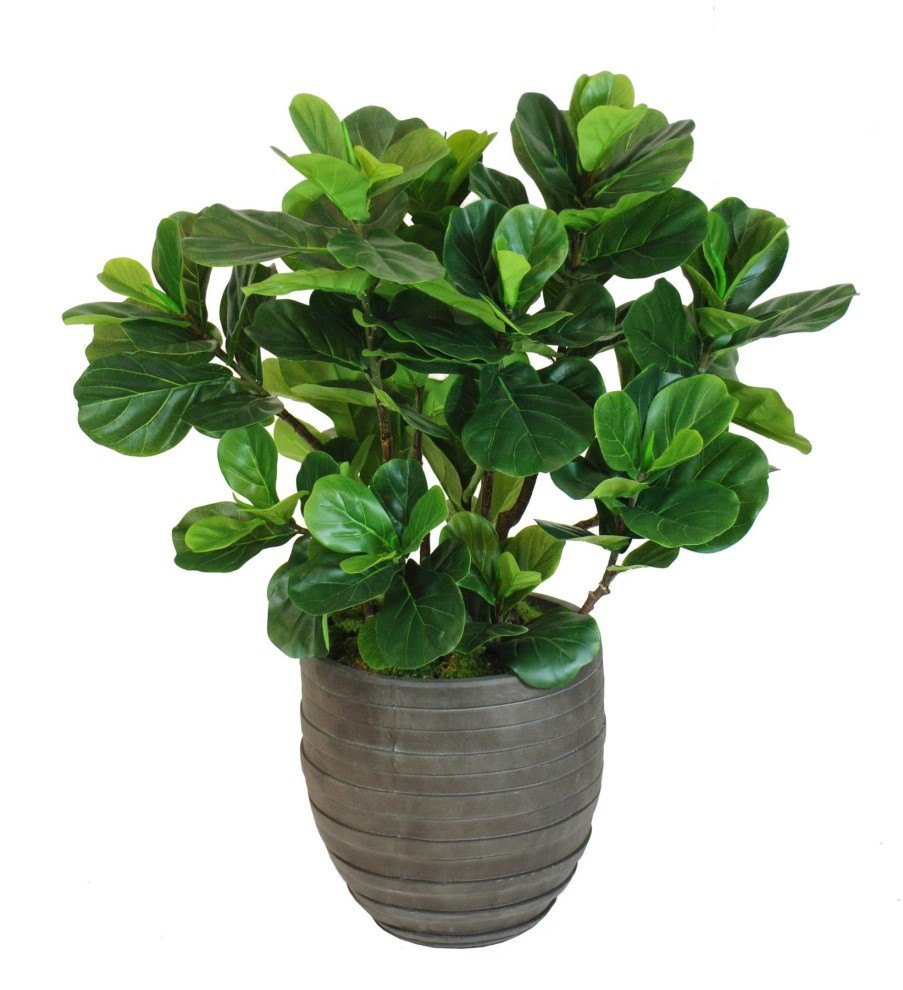 Winward Home Fiddle Leaf Fig Tree In Round Spiral Urn 4' Online