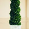 Winward Home Preserved Boxwood Spiral In Tuscan Urn 6.5" Clearance