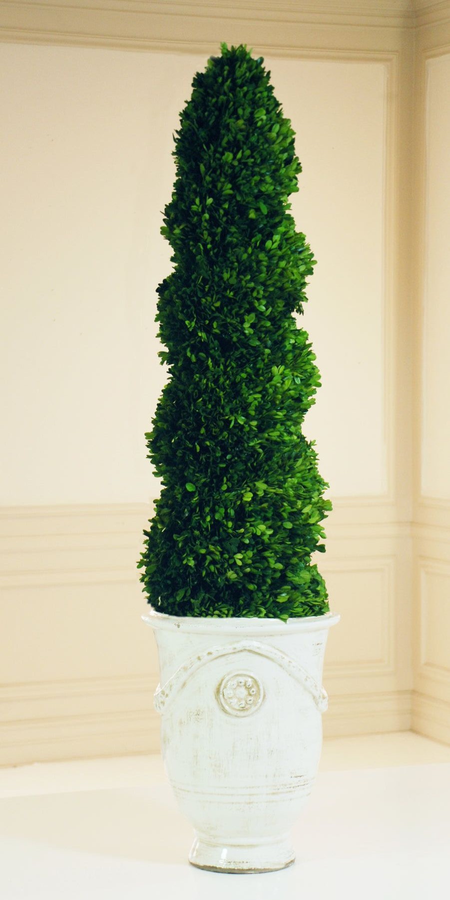 Winward Home Preserved Boxwood Spiral In Tuscan Urn 6.5" Clearance