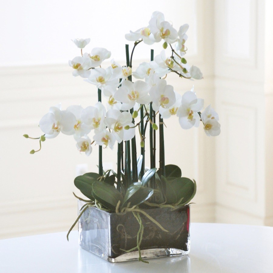 Winward Home Phalaenopsis In Square Glass 22" Clearance