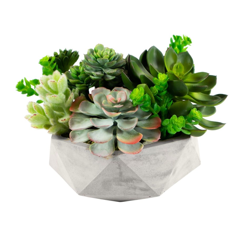 Winward Home Mix Succulent In Hexagon Pot 8" Clearance