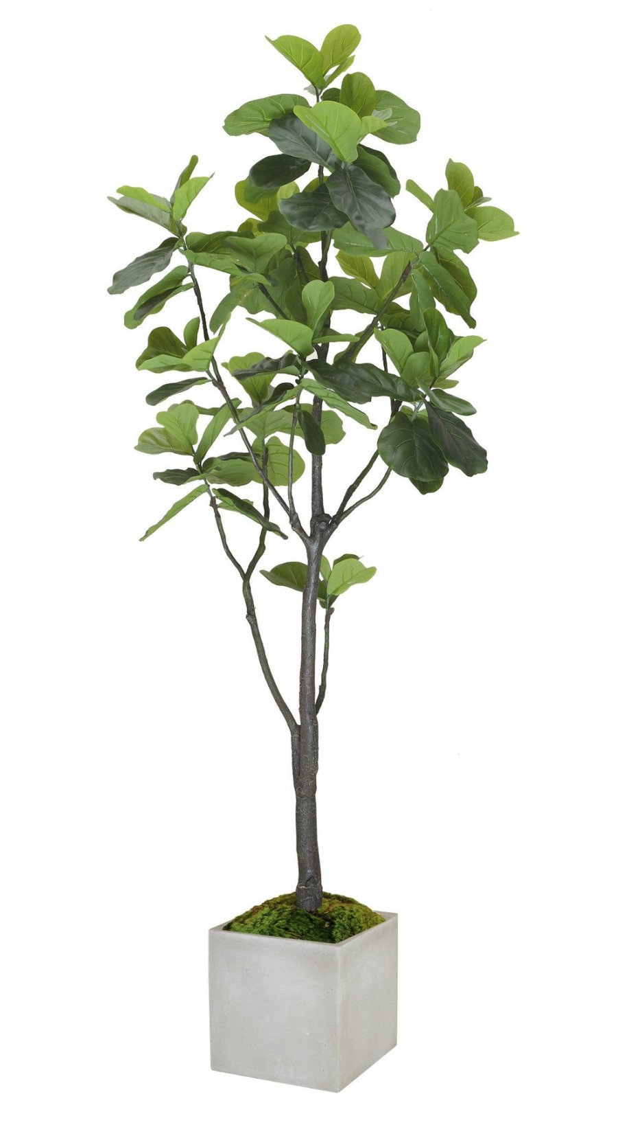 Winward Home Fiddle Leaf Fig Tree In Square Planter 6' Best