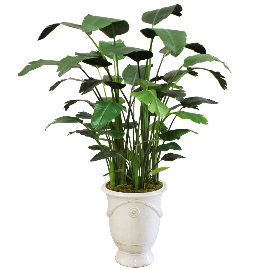 Winward Home Banana Tree In Tuscan Urn 7' Clearance