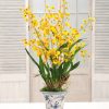 Winward Home Oncidium Orchid Chinoiserie (Dp768-Yl) Online