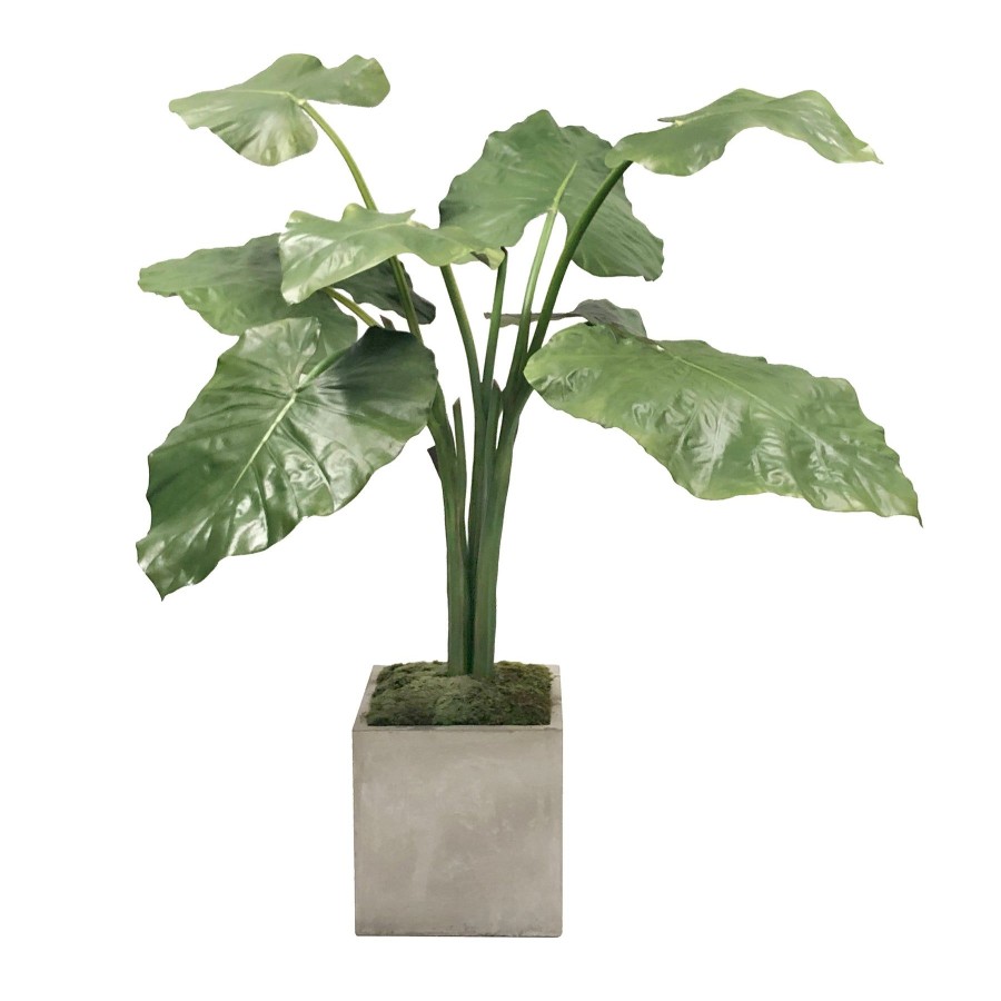 Winward Home Alocasia In Planter 4-Ft Tall Wholesale