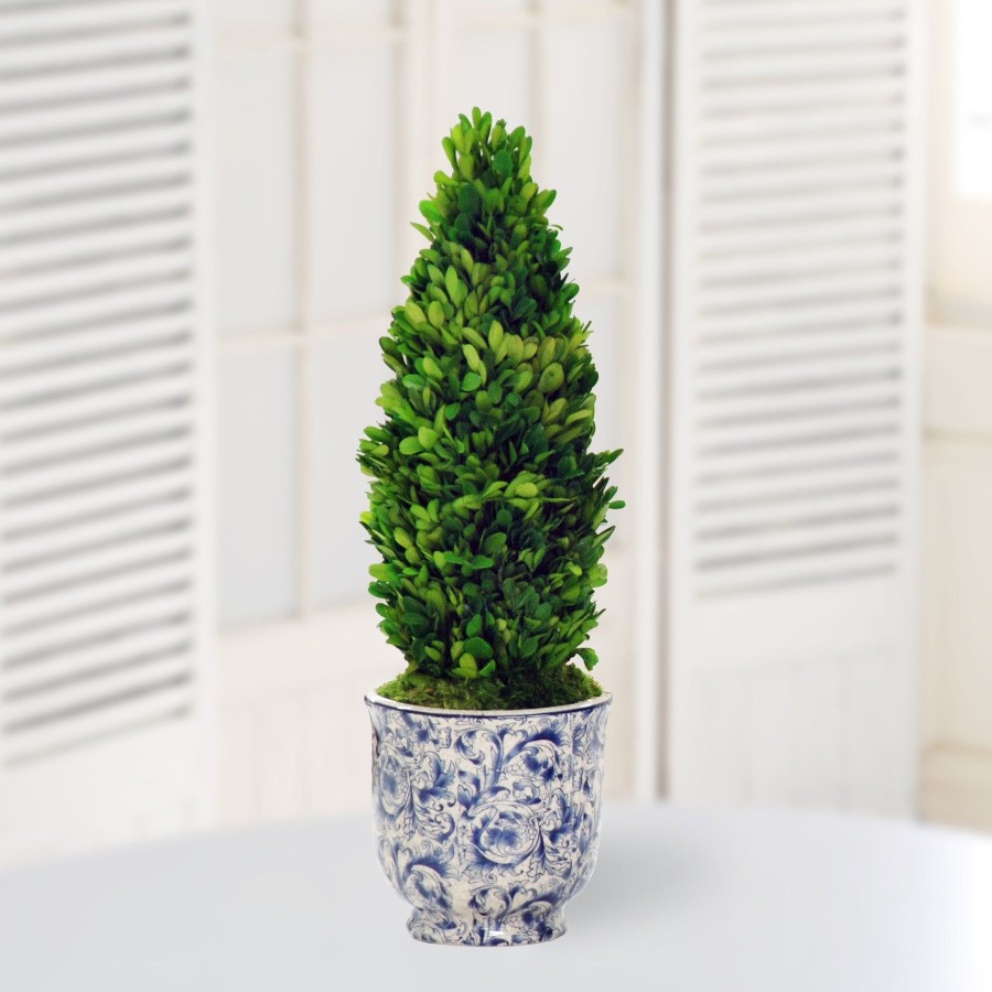 Winward Home Preserved Boxwood Cone In Chinoiserie Pot 20" Hot