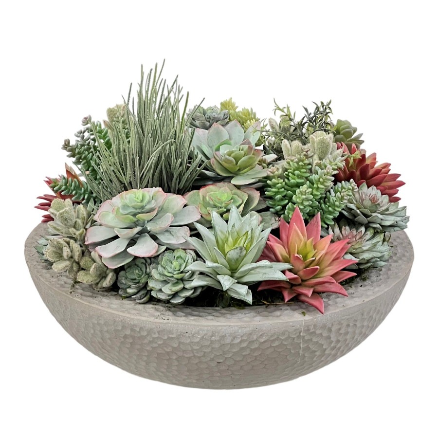 Winward Home Mix Succulents In Bowl 13" Best