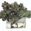 Winward Home Macdougallii In Square Vase 10" Hot