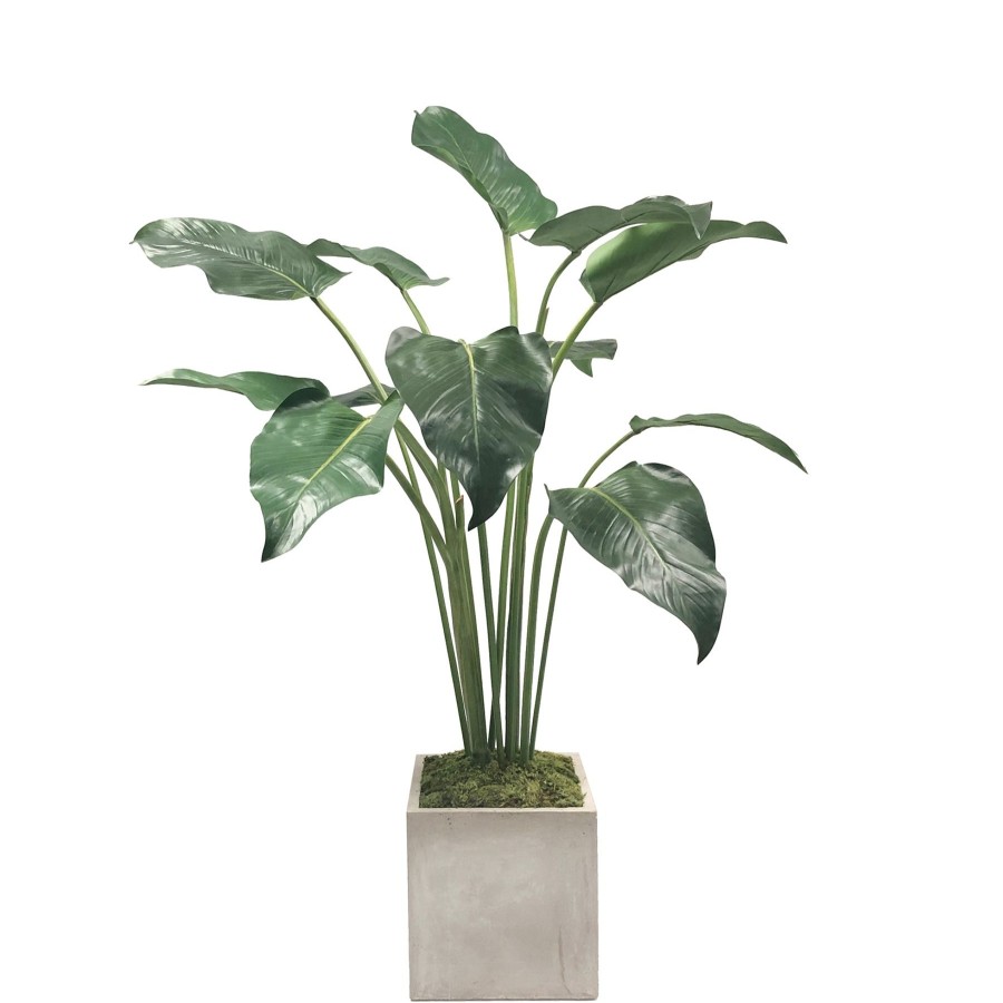 Winward Home Calla Leaf In Square Planter 4.5' Hot