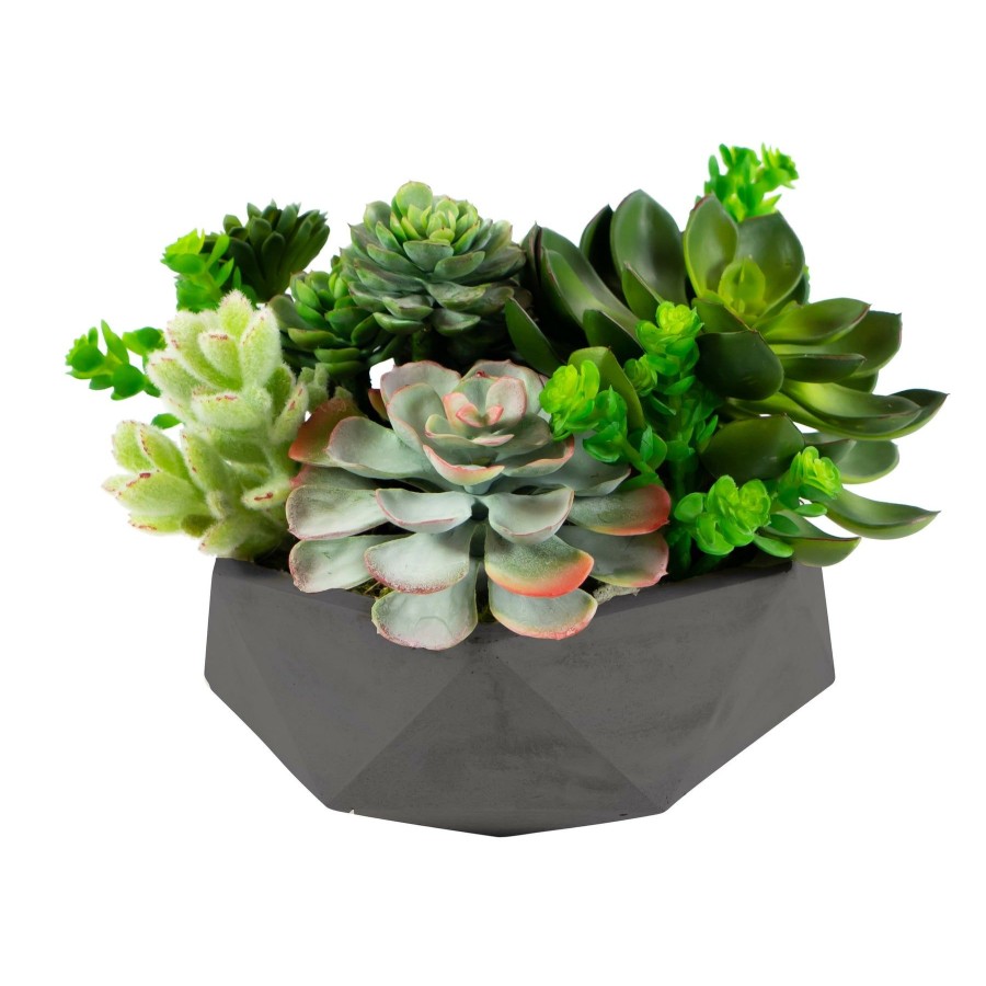 Winward Home Mix Succulent In Hexagon Pot 8" Hot