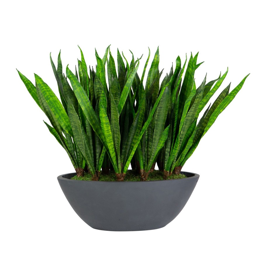 Winward Home Sansevieria In Oval Planter 26" Online