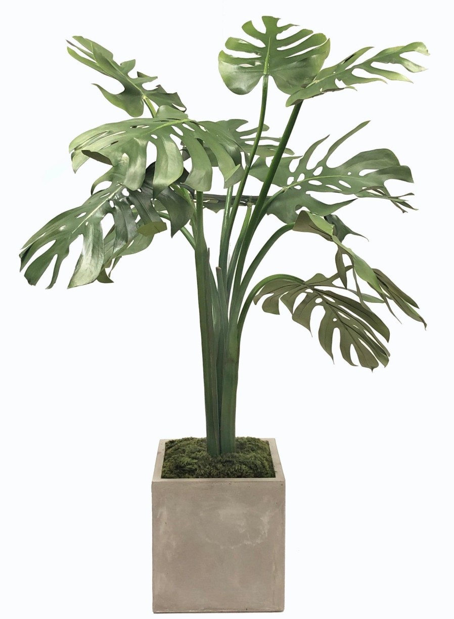 Winward Home Monstera Tree In Square Planter 4.5' Best