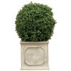 Winward Home 18" Boxwood In Planter Clearance