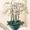 Winward Home Phalaenopsis In Glass 32" Best