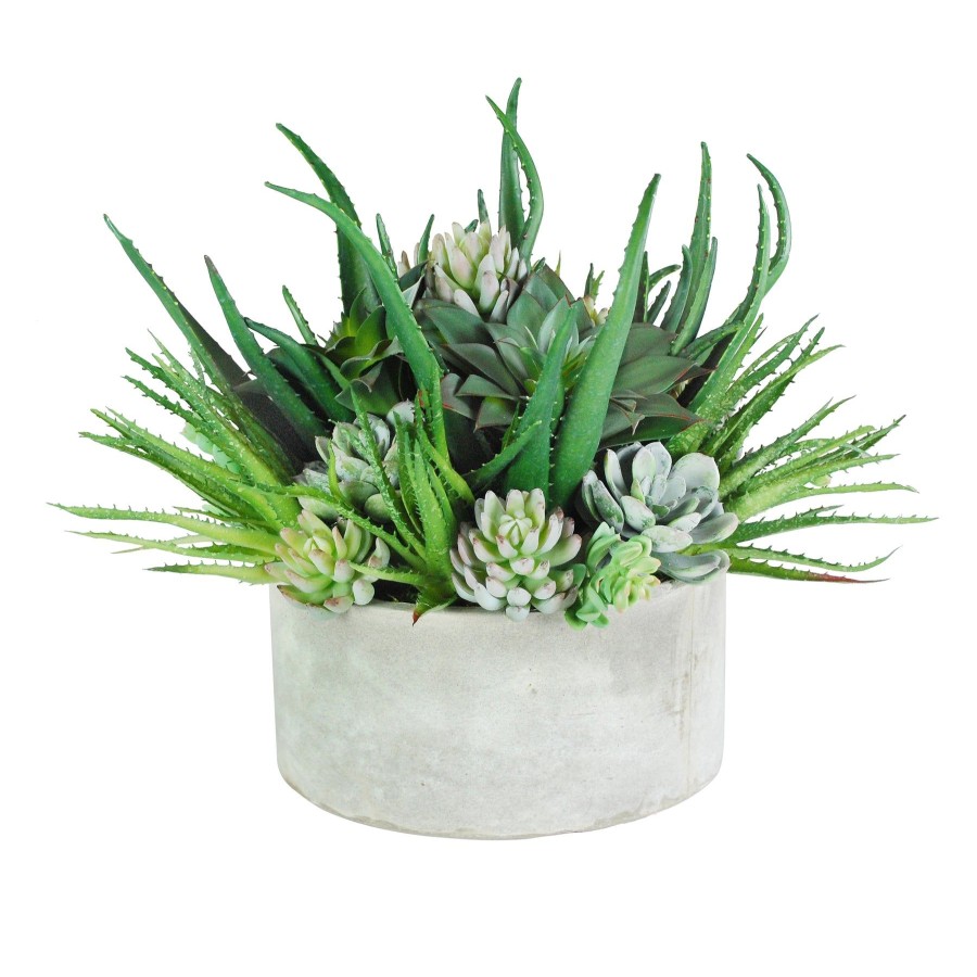 Winward Home Aloe Succulents Mix In Tray 16" Clearance