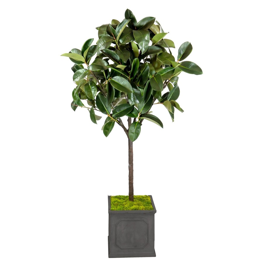 Winward Home Rubber Tree In Planter 6" Online